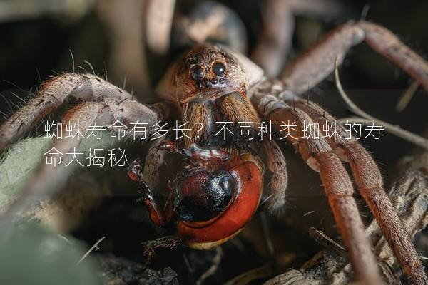 蜘蛛壽命有多長？不同種類蜘蛛的壽命大揭秘